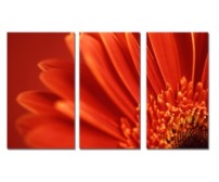 Canvastavla Red Petal 