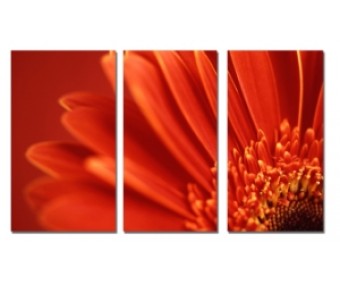Canvastavla Red Petal 