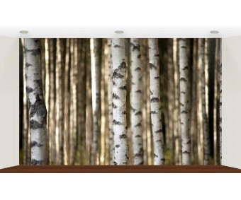Fototapeter - Björkskogen